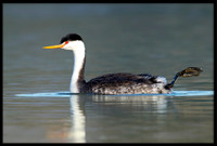 Clark's Grebe