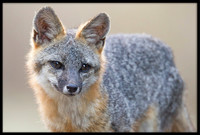Grey Foxes