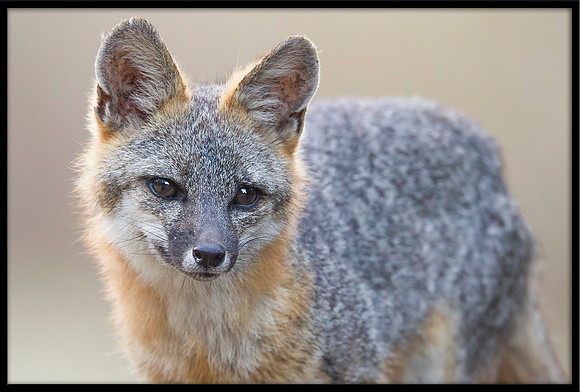 Grey Fox