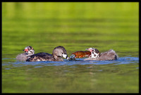 Pied-billed Grebe chick with crayfish