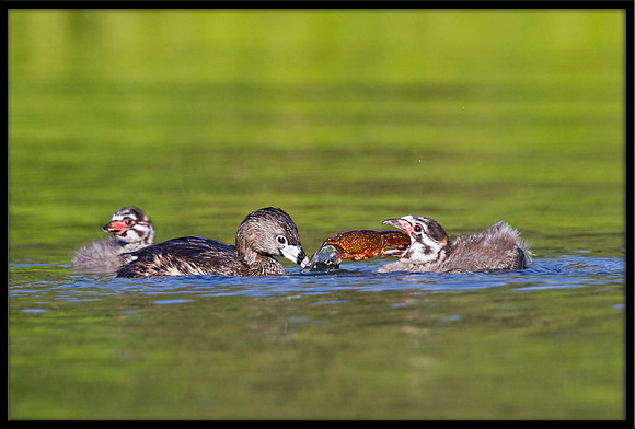 Pied-billed Grebe chick with crayfish