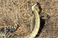Rattlesnakes mating
