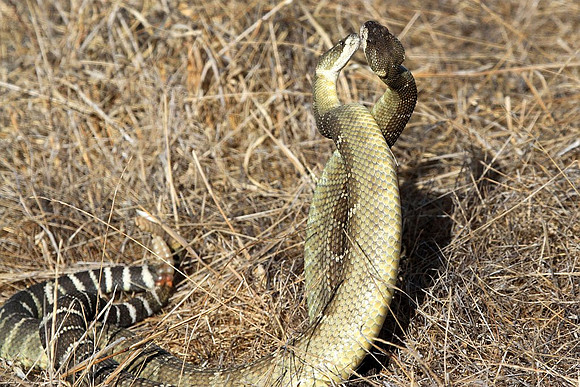 Rattlesnakes mating