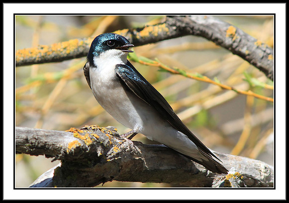 Tree Swallow