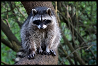 Raccoon