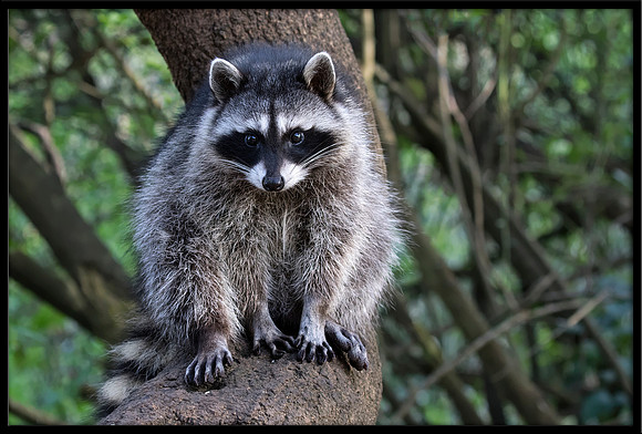 Raccoon