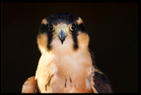 Aplomado Falcon