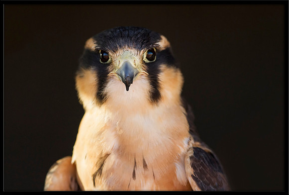Aplomado Falcon