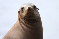 Sea Lions