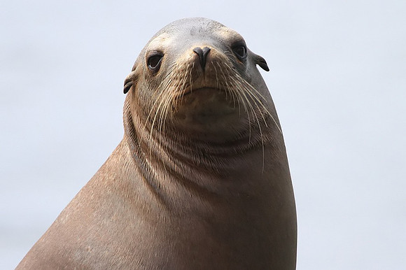 Sea Lion