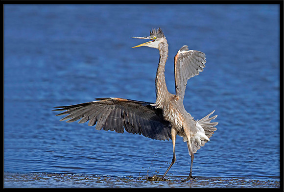 Great Blue Heron