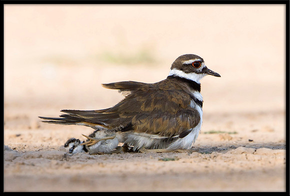 Killdeer Chicks