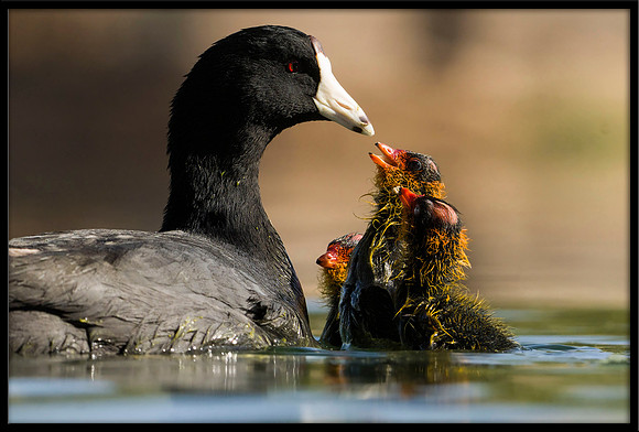 American Coot Feeding Chicks