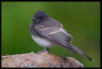 Black Phoebes