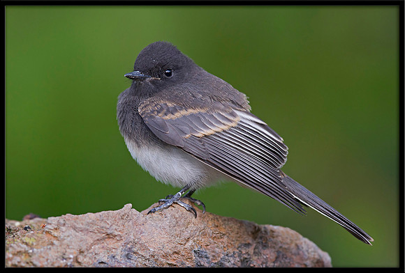 Black Phoebe