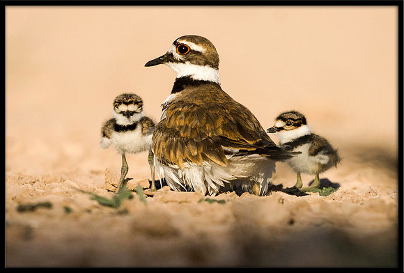 Killdeer Chicks