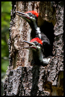 Pileated Woodpecker chicks