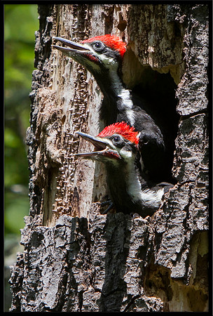 Pileated Woodpecker chicks