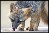 Grey Fox
