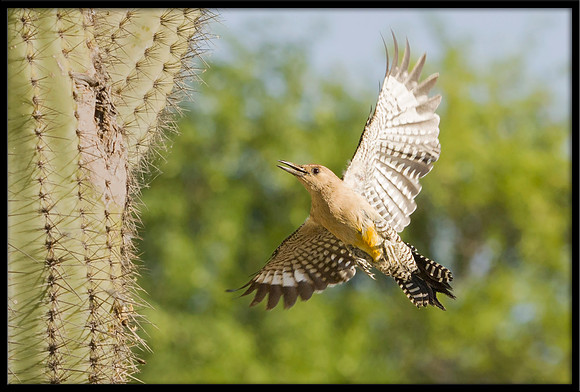 Gila Woodpecker nest