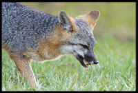 Grey Fox captures prey