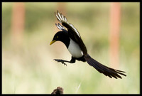 Yellow-billed Magpie