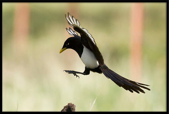 Yellow-billed Magpie