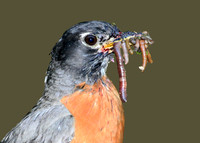 American Robin