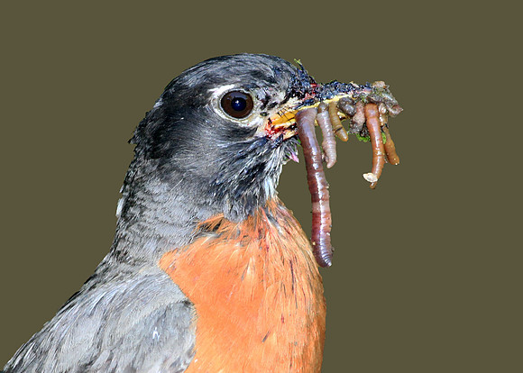 American Robin