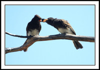 Black Phoebe feeding sequence - 3 of 7