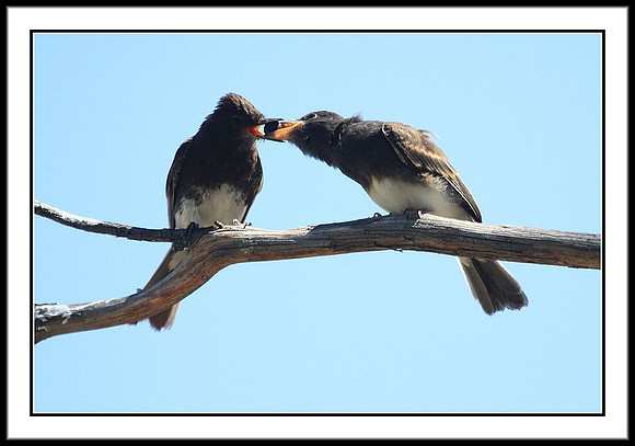 Black Phoebe feeding sequence - 3 of 7