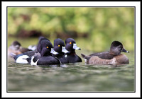 Ring-necked Ducks