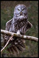 Great Grey Owl