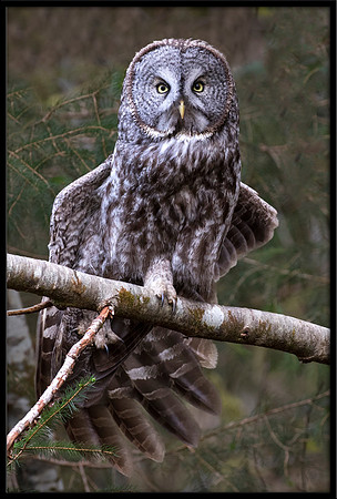 Great Grey Owl