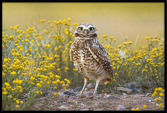 Burrowing Owl