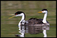 Clarks/Western Grebes