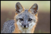 Grey Fox