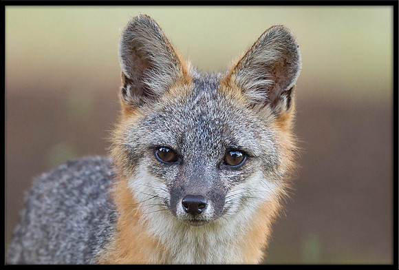Grey Fox