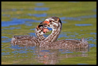 Pied-billed Grebe chicks