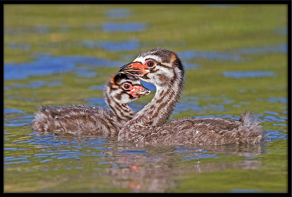 Pied-billed Grebe chicks