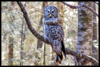 Great Grey Owl
