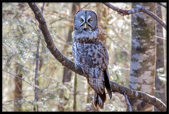 Great Grey Owl