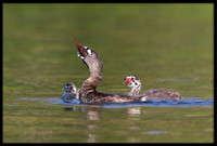 Pied-billed Grebe eating crayfish with hungry chicks looking on