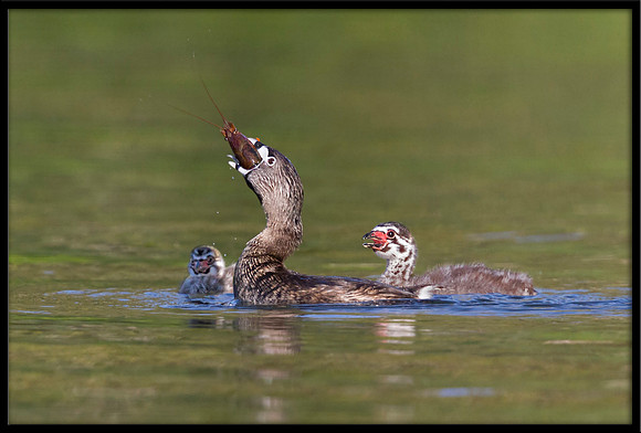 Pied-billed Grebe eating crayfish with hungry chicks looking on