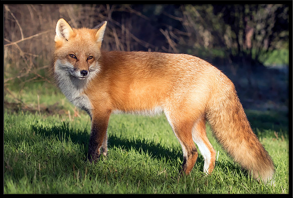 Red Fox
