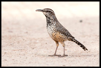 Cactus Wren