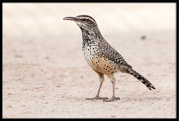 Cactus Wren