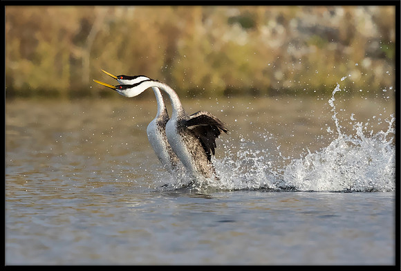 Western Grebe Courtship Rush