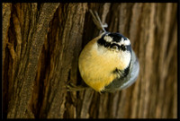 Red-breasted Nuthatch