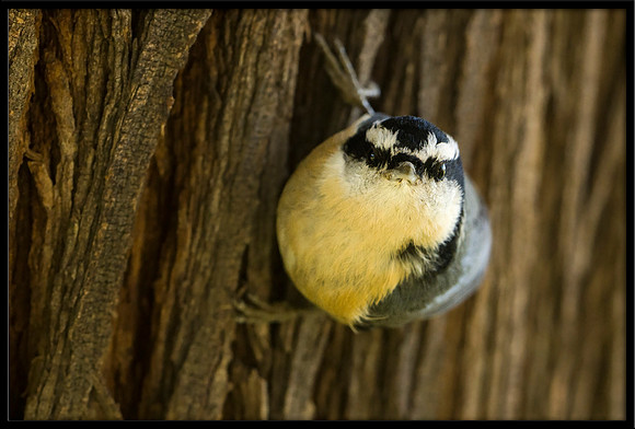 Red-breasted Nuthatch